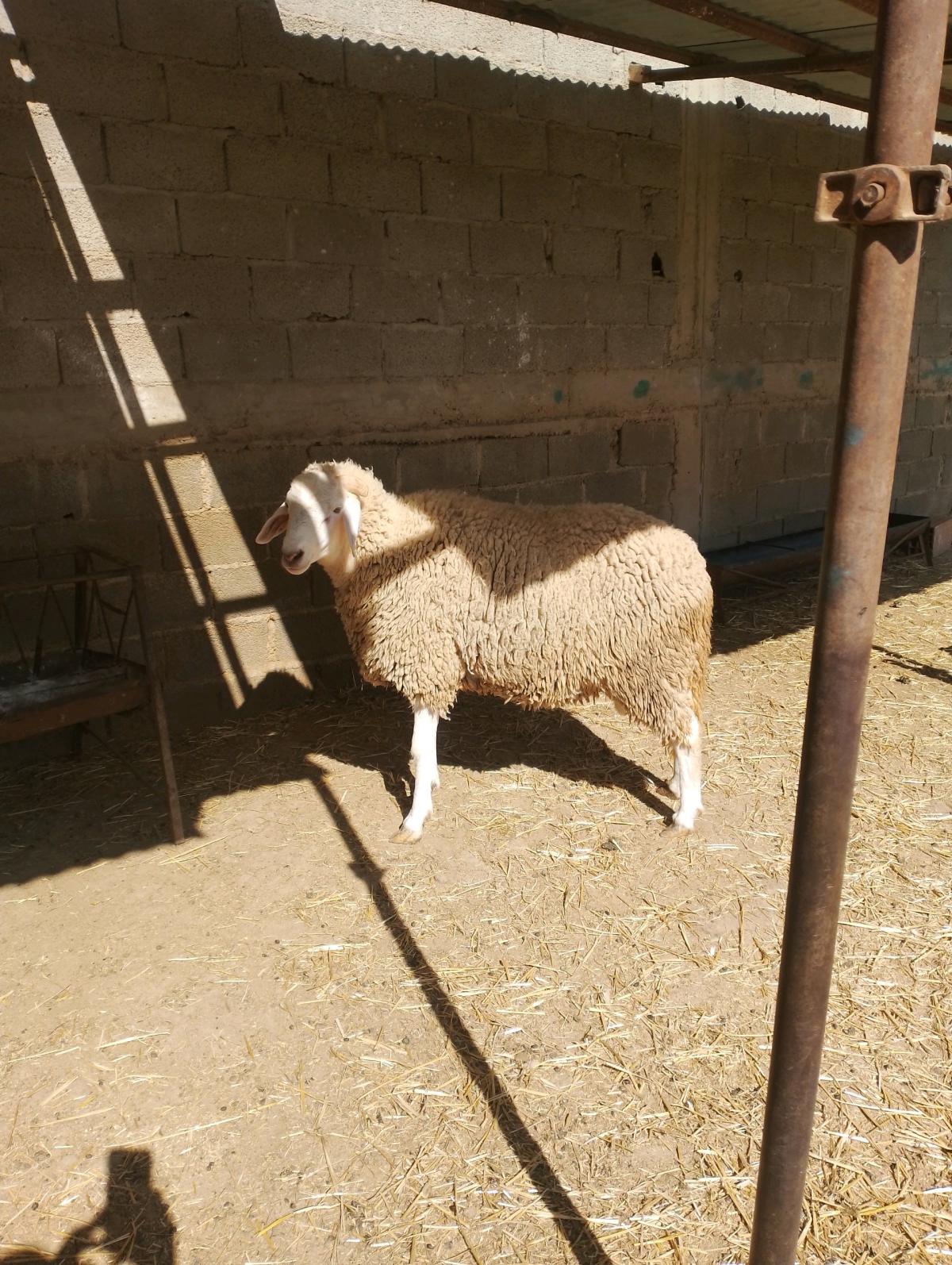 خروف ماشاء الله نواحي مغنية 0667446159 - Alger Centre, Alger