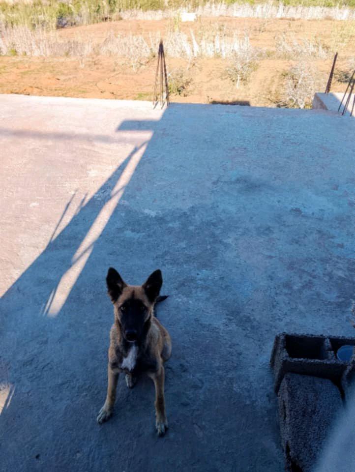 كلبة مالينوا - Sidi Lakhdar, Mostaganem - Tijelabin