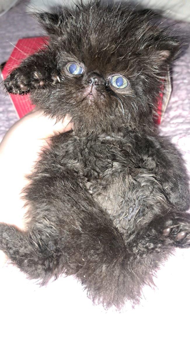 Chat de ras - Bab Azzouar, Alger - Tijelabin