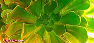 lyceé jeunfille saida