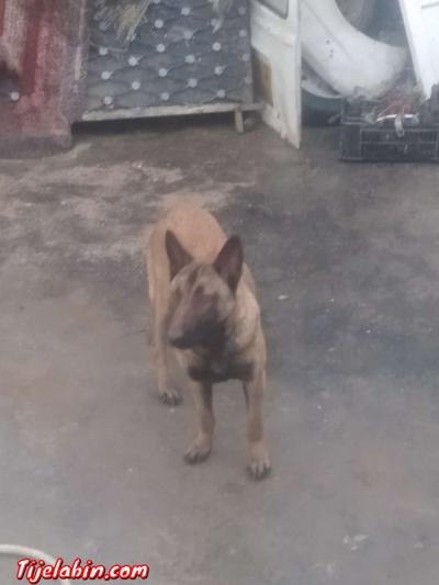 كلبة من نوع مالنوا 8 اشهر - Thumbnail 2