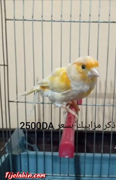كوبلا كناري مزاييك للبيع - Thumbnail 2
