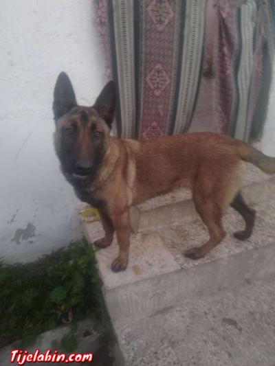 كلبة من نوع مالنوا 8 اشهر