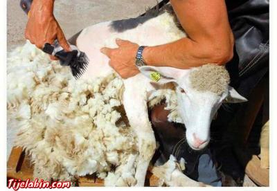 جزازة المواشي - Douera, Alger