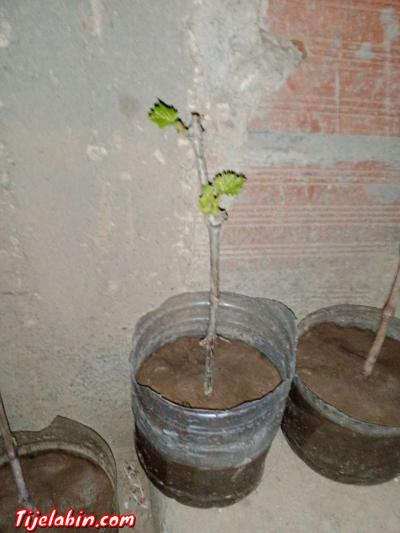 اشجار عنب من اجود انواع العنب حمر بوعمر - Thumbnail 3