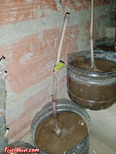 اشجار عنب من اجود انواع العنب حمر بوعمر