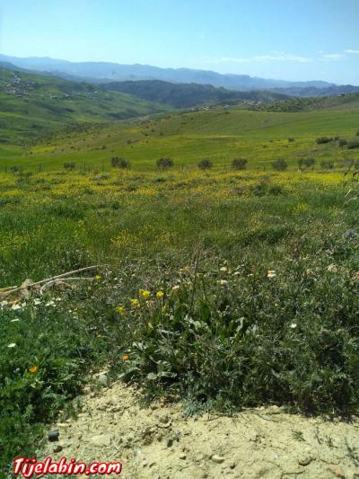 ارض2800م2 - Thumbnail 4