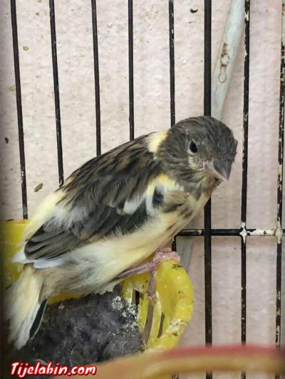 عصافير - Thumbnail 3