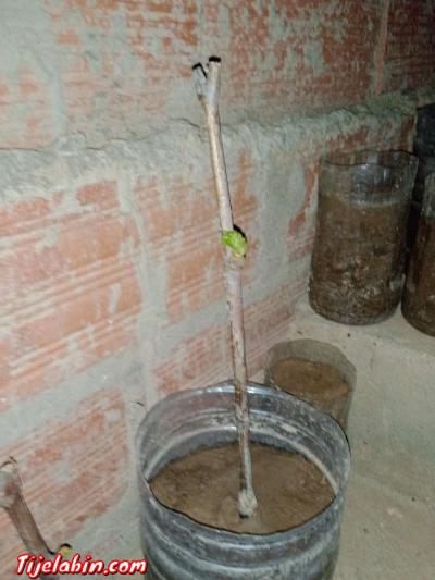 اشجار عنب من اجود انواع العنب حمر بوعمر - Thumbnail 2