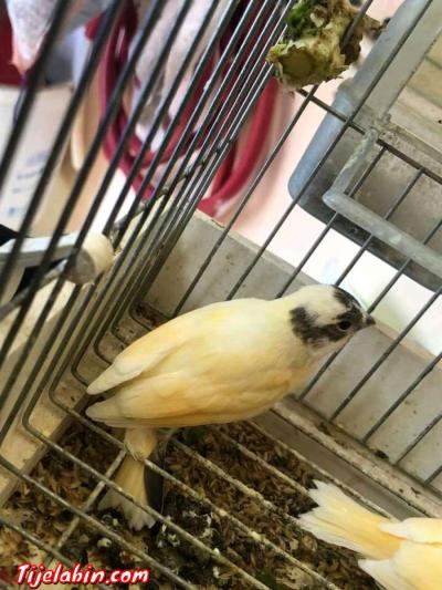 عصافير - Thumbnail 2