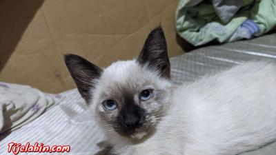 chat siamois - Thumbnail 3