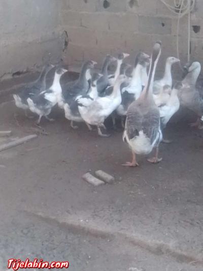 دجاج بعدة انواع