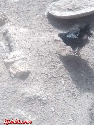 دجاج بعدة انواع - Thumbnail 2