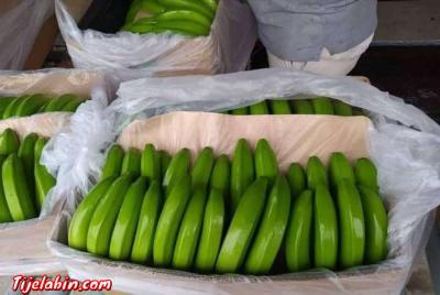 تصدير الموز من اكوادور - Thumbnail 2