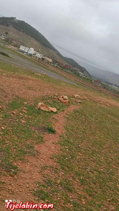 ارض للبيع - Thumbnail 3