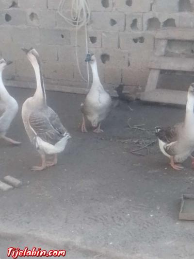 دجاج بعدة انواع - Thumbnail 4