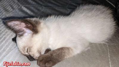 chat siamois - Thumbnail 2