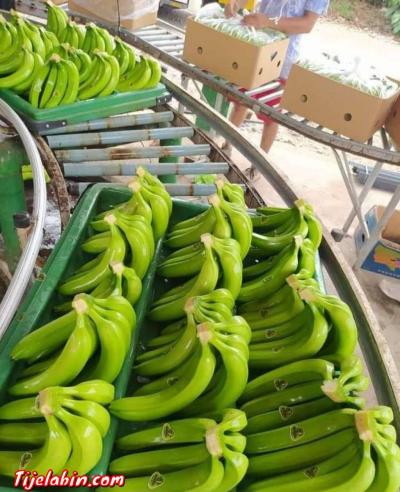 تصدير الموز من اكوادور - Thumbnail 4