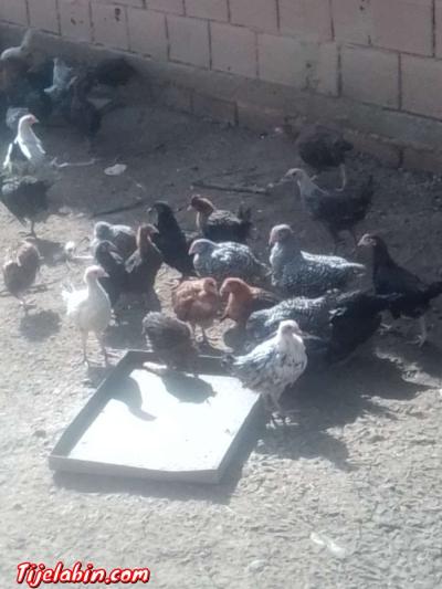 دجاج بعدة انواع - Thumbnail 6