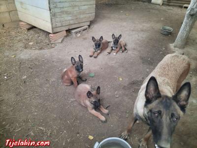berger belge malinois - Thumbnail 2