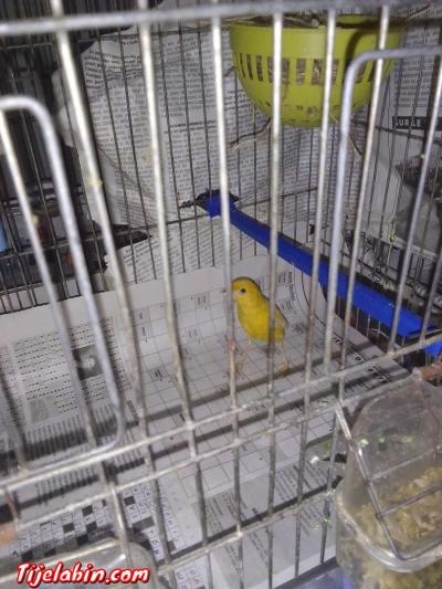 كناري - Thumbnail 3