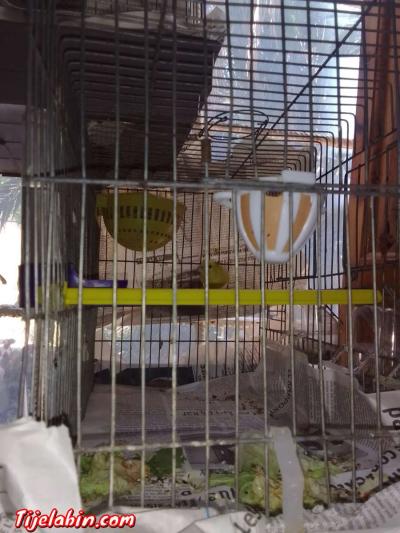 كناري - Thumbnail 3