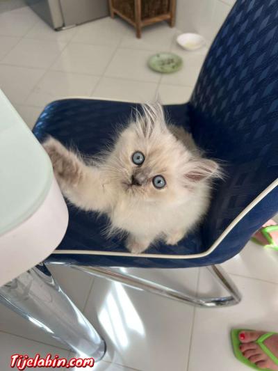 chatons persans - Thumbnail 3