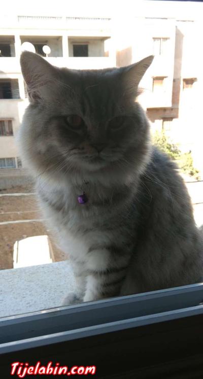 ,قط ذاكر - Thumbnail 4