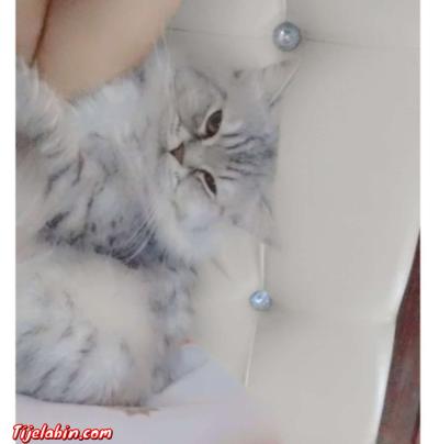 ,قط ذاكر - Thumbnail 2