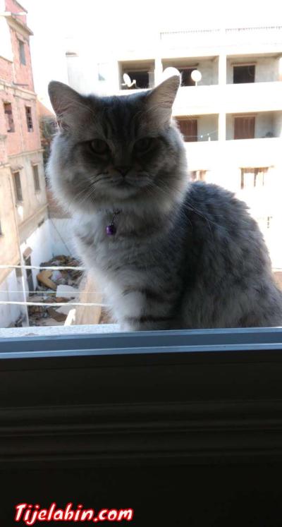 ,قط ذاكر - Thumbnail 3