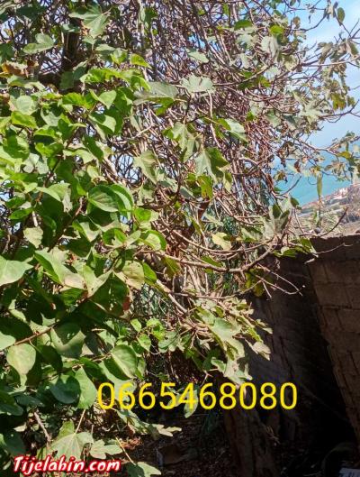 بيع منزل مساحته 250م يتكون من 4غرف ومطبخ مع قطعة ارض