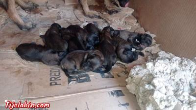 كلاب مالينور - Thumbnail 3