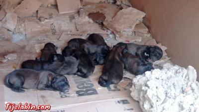 كلاب مالينور - Thumbnail 2