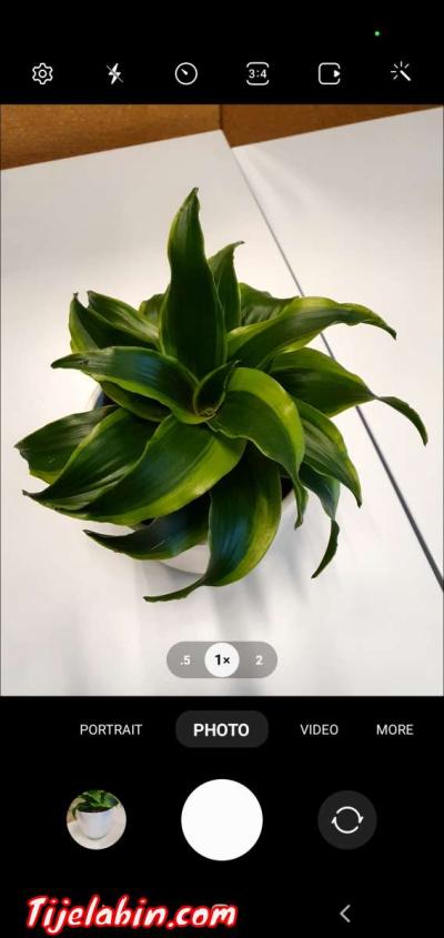 home decor Green Plant