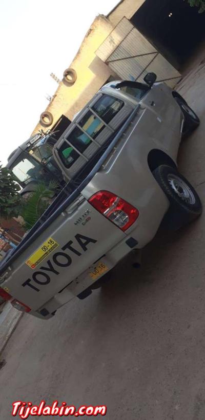 طيوطا هيليكس - Thumbnail 5