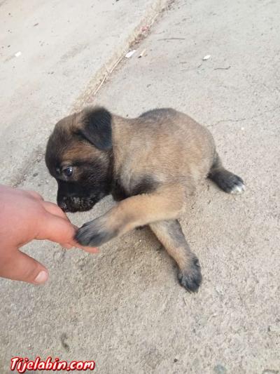 مانيلوا شاربوني دم صافي - Thumbnail 2