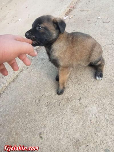 مانيلوا شاربوني دم صافي