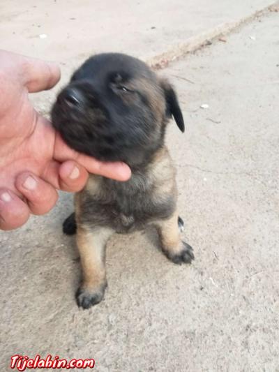 مانيلوا شاربوني دم صافي - Thumbnail 3