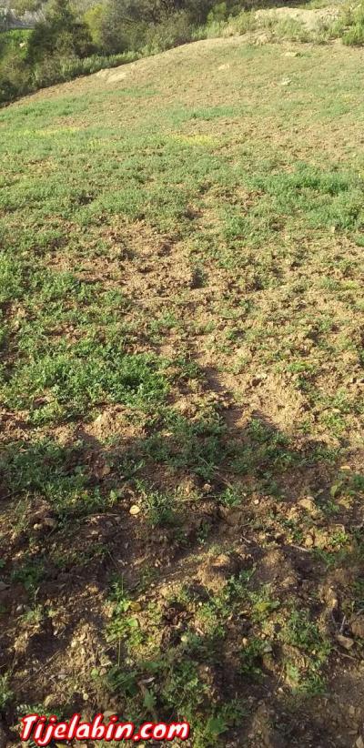 térrain - Thumbnail 4