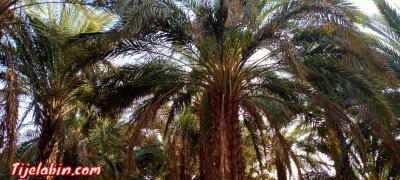 حديقة نخيل للبيع في ولاية تيميمون