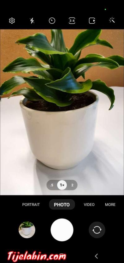 home decor Green Plant - Thumbnail 3