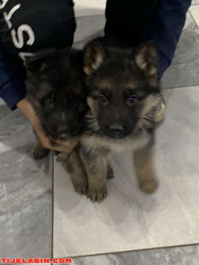 husky 1mois berger incliné 45jour - Thumbnail 5