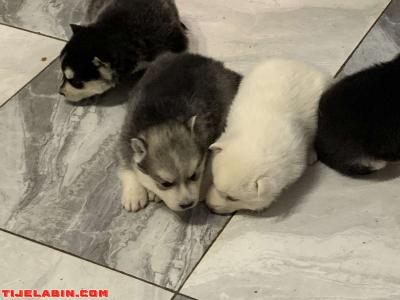 husky 1mois berger incliné 45jour - Thumbnail 2