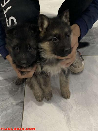 husky 25jour berger incliné 45jour - Thumbnail 5