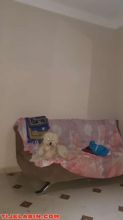 caniche - Thumbnail 2