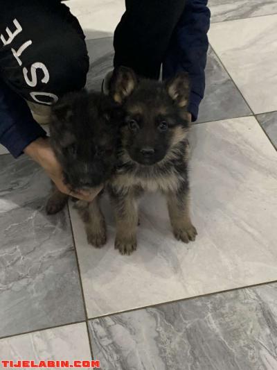 husky 25jour berger incliné 45jour - Thumbnail 6