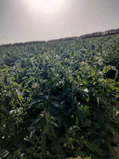 terrain - Thumbnail 5