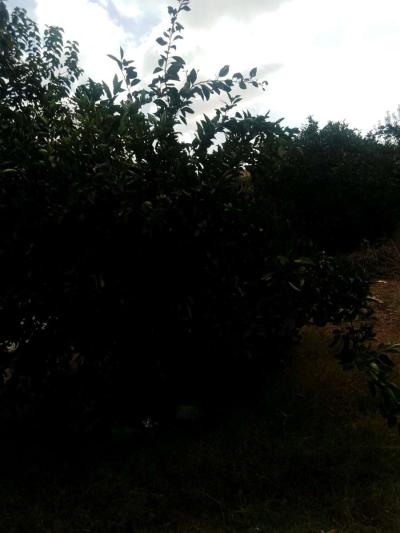 قطعة أرض خصبة