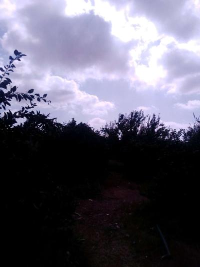 قطعة أرض خصبة - Thumbnail 2