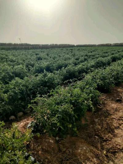 terrain - Thumbnail 2